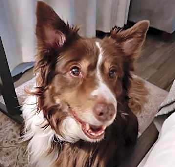 Photo of Penny