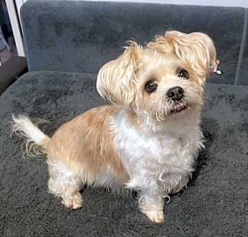 Photo of Peluche