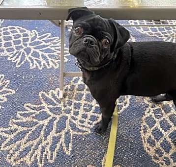 Photo of Phantom