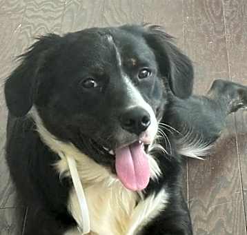 Photo of Oreo aka Rio