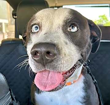 Photo of Nalla