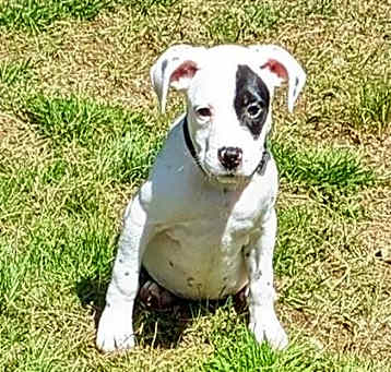 Photo of POGO