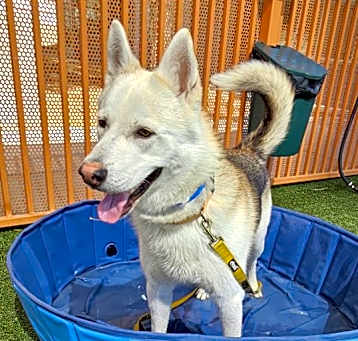 Photo of *CHEDDAR