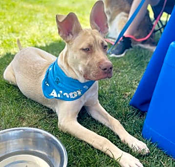 Photo of Ace