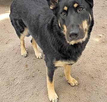 Photo of Stray Hayden Ln Avail 5/15