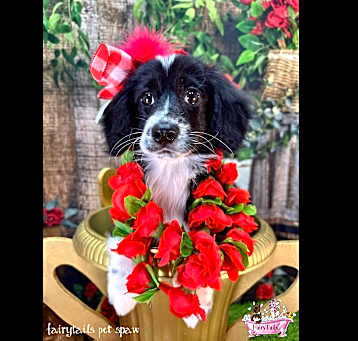 Photo of Julep