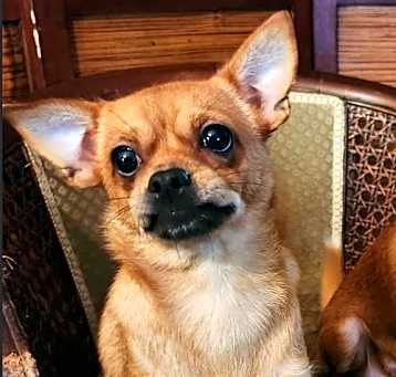 Photo of Canela