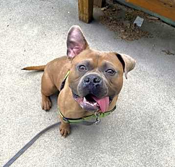 Photo of Tonka