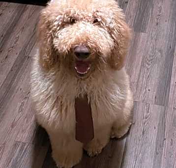 Photo of Sunny
