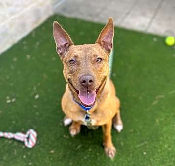 Photo of Honey