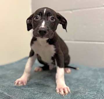 Photo of Pee Wee