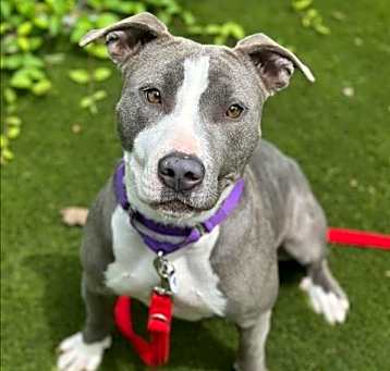 Photo of Nala J