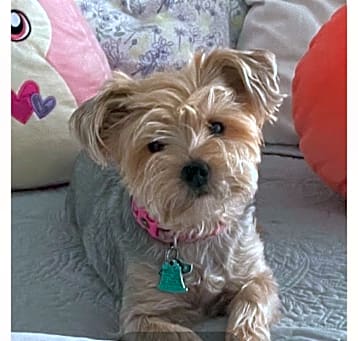 Photo of Coco Yorkie OS NV