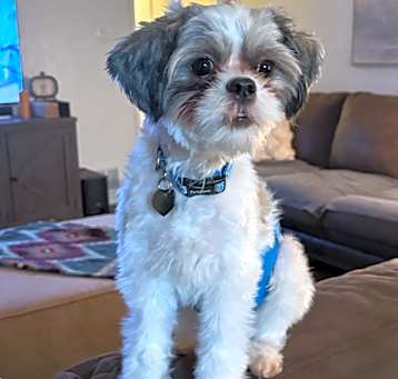 Photo of Walt2