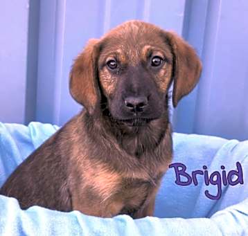 Photo of Brigid