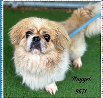 Photo of NUGGET