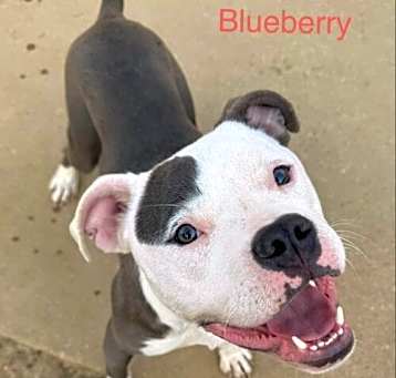 Photo of Blueberry Wags