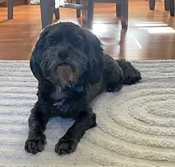 Photo of Bruno