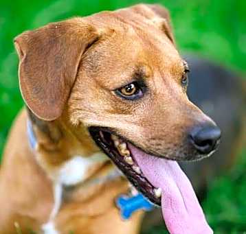 Photo of Brownie