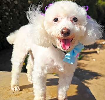 Photo of Lady