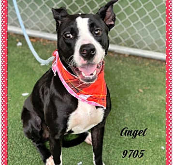 Photo of ANGEL