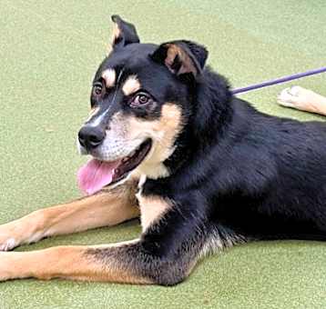 Photo of 89287 Jett