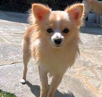 Photo of Chichi