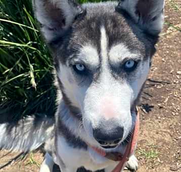 Photo of APOLLO