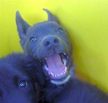 Photo of HAWKEYE
