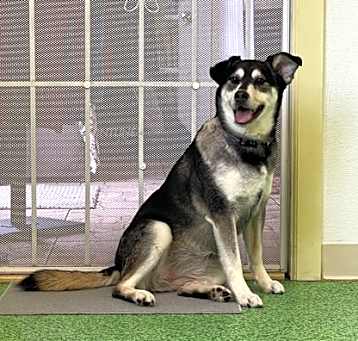 Photo of Eva (Merritt Island Adoption C