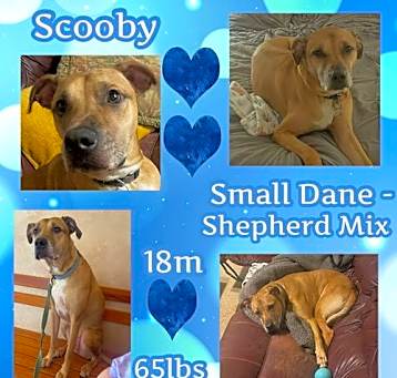 Photo of Scooby