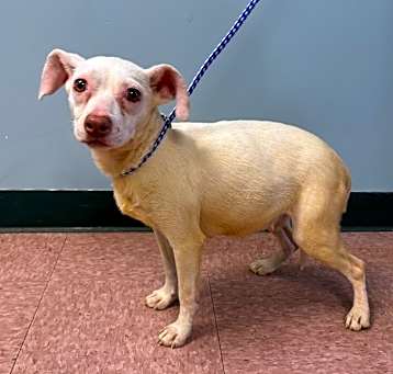 Photo of Buttercup