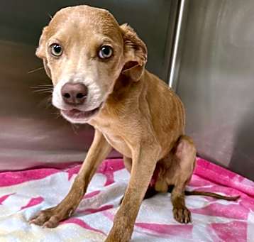 Photo of Flint