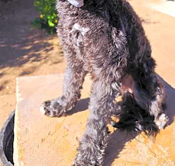 Photo of Phoenix