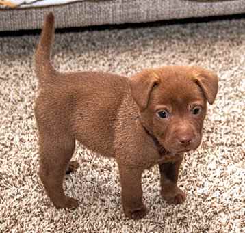 Photo of Lancelot