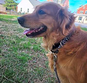 Photo of Daffodil