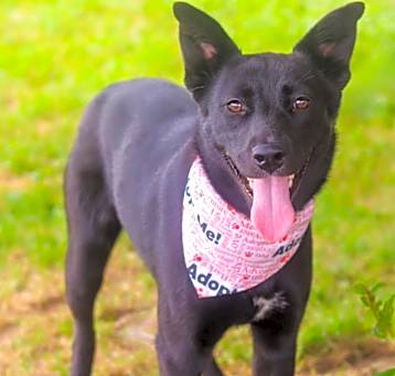 Photo of Penny 25-04-096