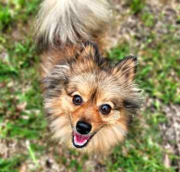 Photo of Ember