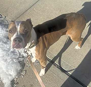 Photo of Nala