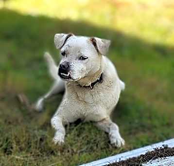 Photo of Chevy