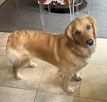 Photo of Stella