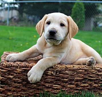 Photo of Diffie