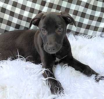 Photo of Bluebelle