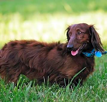 Photo of Milo