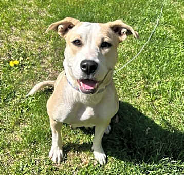 Photo of Daisy