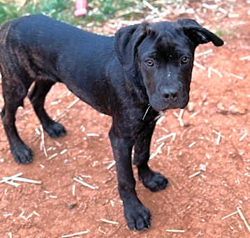 Photo of Hershey