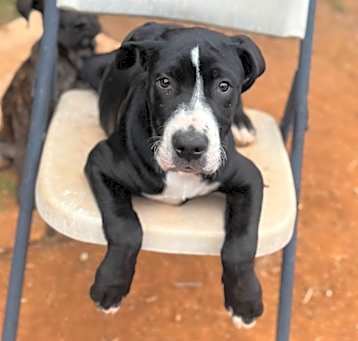 Photo of Jett