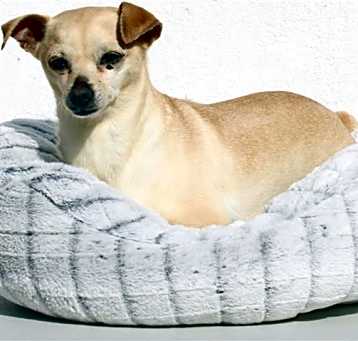 Photo of *PEACH