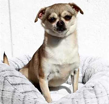 Photo of *DAISY