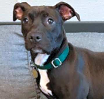 Photo of Dixie
